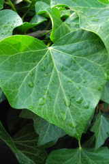 Efeu (Hedera helix)  nach dem Regen am frühen Morgen 