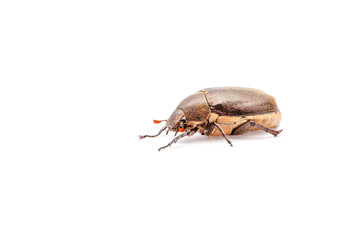 beetle