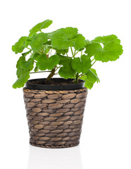 Geranium flower in a flower pot,  white background