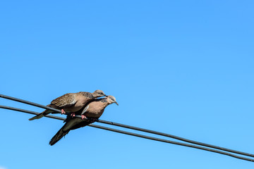 Two doves on a wood post show affection towards each other