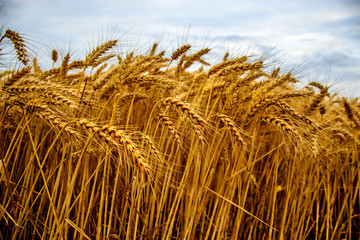 Fototapeta na wymiar Beautiful golden wheat