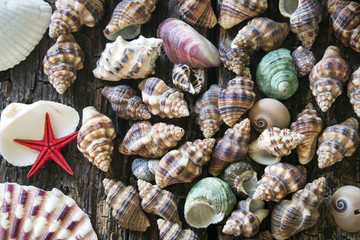 a lot of seashells on a wooden background