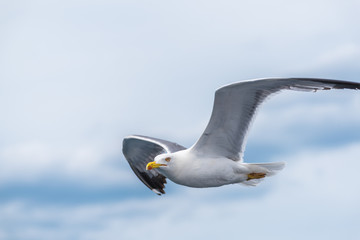 Möve im Flug