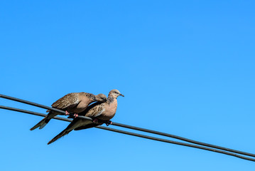 Two doves on a wood post show affection towards each other