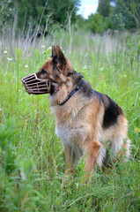 muzzled German shepherd 