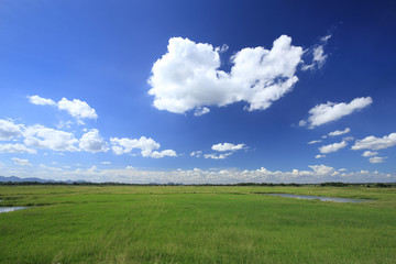 grass field with blue sky