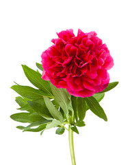 red peony flower isolated on white