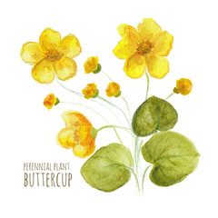 Buttercup perennial flower