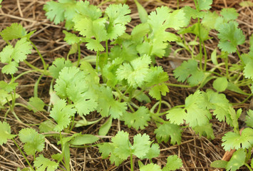 Green coriander