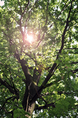 Green oak leaves, bright sun