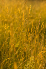 summer meadow in golden light