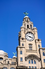 Fototapeta na wymiar Royal Liver building clock tower, Liverpool.