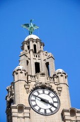 Fototapeta na wymiar The Royal Liver building clock tower and Liver Bird, Liverpool.