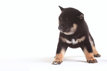 shiba inu puppy white background