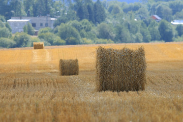 Plakat field landscape Indian summer grain harvest expanse