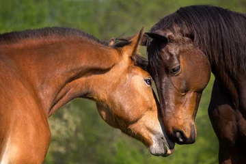 Gordijnen paarden liefde © julia_siomuha