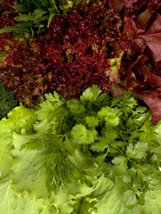 Different types of lettuce and spicy herbs