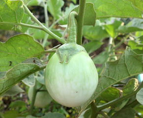 Green eggplant