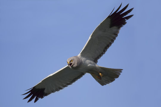 Northern Harrier