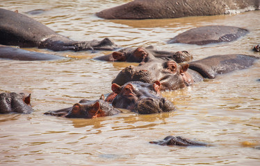 hippopotamus in hippo pool