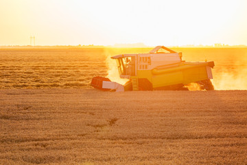 Combine harvester in action on wheat field at sunset