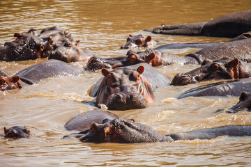hippopotamus in hippo pool