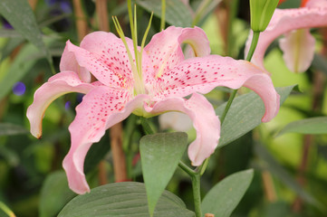 beautiful pink lily in a garden