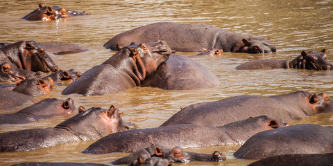 hippopotamus in hippo pool
