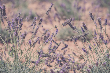 Fototapeta premium Close Up of a Lavender field