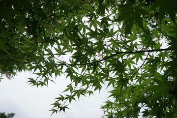 Obraz premium もみじ