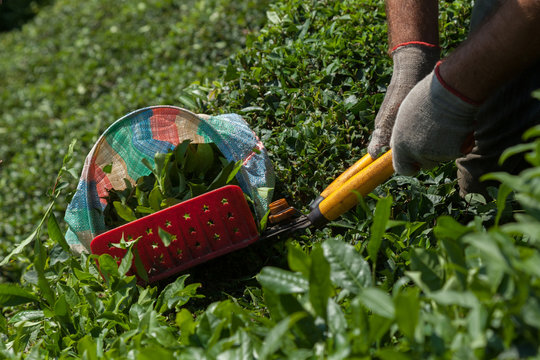 tea cutting shears in northeastern Turkey