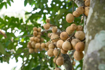 Longkong - Thai fruit