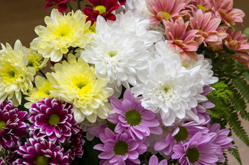 Colorful Chrysanthemum flowers