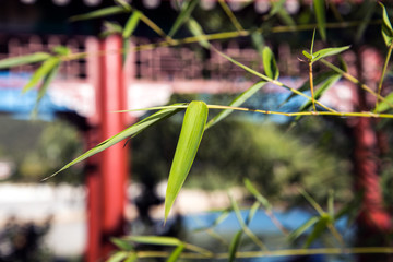 Fototapeta na wymiar bamboo in Chinese classic garden
