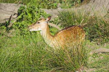 Young deer