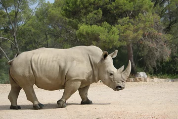 Papier Peint photo Rhinocéros Rhinocéros blanc faisant attention