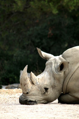 White rhinoceros on the ground