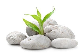 Fototapeta premium zen stones