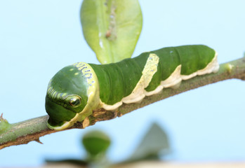 Green caterpillar