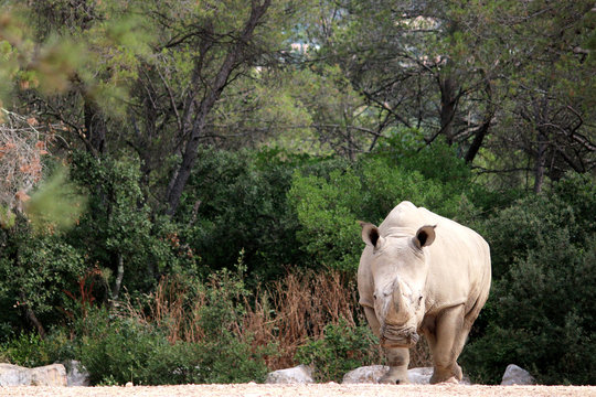 White rhinoceros paying attention