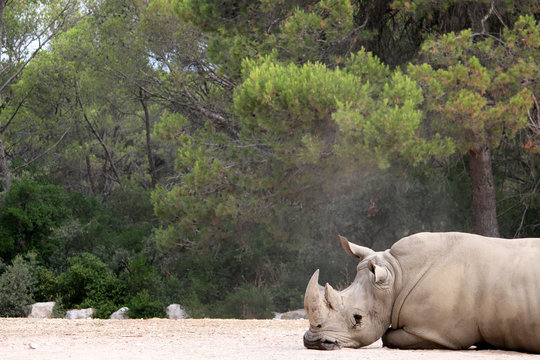 White rhinoceros on the ground
