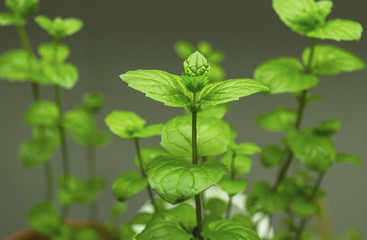 Fototapeta na wymiar Mint Plant Growing in Pot