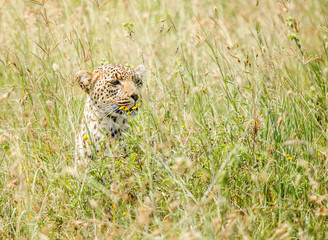 Leopard is hunting in the wild