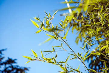 bamboo branch on blue sky background