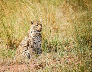 Fototapeta na wymiar Leopard is hunting in the wild