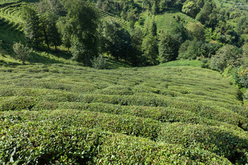 Fototapeta na wymiar tea plantations in northeastern Turkey