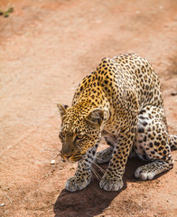 Leopard is hunting in the wild