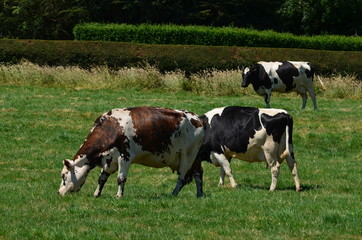 Fototapeta premium Vaches normandes