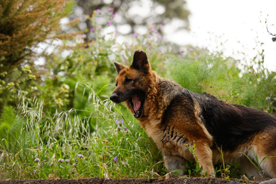 Wachsamer Strassenhund auf La Palma