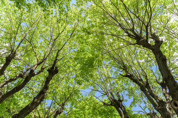 Fototapeta premium Green Forest Trees Against Sky In Spring